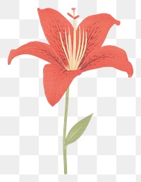 PNG  Red lily flower drawing plant inflorescence.