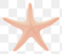PNG  Sea starfish animal white background invertebrate.