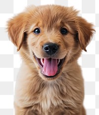 PNG A happy puppy mammal animal dog.