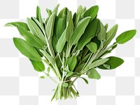 PNG Sage leaves vegetable plant herbs.