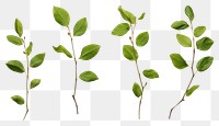 PNG  Small green rose leaf twigs plant herbs freshness. AI generated Image by rawpixel.