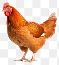 PNG Chicken poultry animal bird