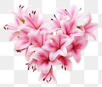 PNG  Flower of love petal plant white background.