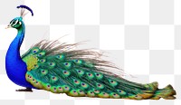 PNG  Peacock feather animal bird.