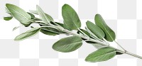 PNG Sage branch plant herbs leaf.