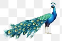 PNG  Peacock animal bird tail
