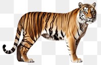 PNG Bengal tiger wildlife animal mammal.