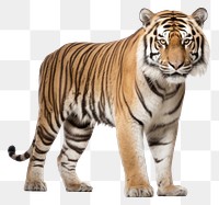 PNG Bengal tiger wildlife animal mammal.