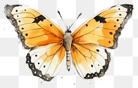 PNG Butterfly animal insect sketch.