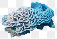 PNG Coral reef underwater outdoors nature.