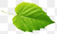 PNG  Green leaf plant tree white background. AI generated Image by rawpixel.