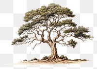 PNG  Tree drawing sketch plant. AI generated Image by rawpixel.