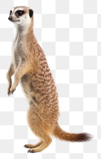 PNG Meerkat meerkat wildlife animal.