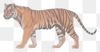 PNG Tiger wildlife painting animal.