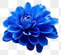 PNG Blue flower dahlia plant inflorescence. AI generated Image by rawpixel.
