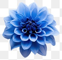 PNG Blue flower dahlia plant white background. AI generated Image by rawpixel.