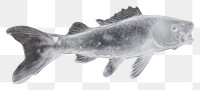 PNG Animal fish carp cod.