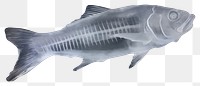 PNG Animal fish underwater wildlife.