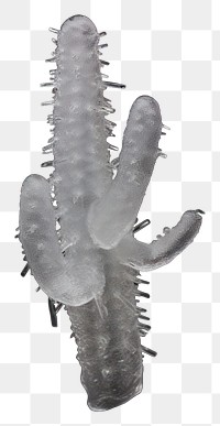 PNG Cactus plant drawing nature.