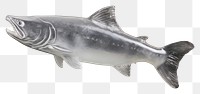 PNG Animal shark fish coho.