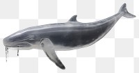 PNG Animal mammal whale shark.