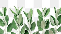 PNG Sage leaves backgrounds plant herbs.