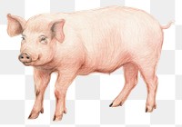 PNG Pig drawing animal mammal. AI generated Image by rawpixel.