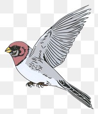 PNG  Bird flying sparrow animal.