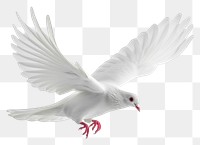 PNG Dove of peace flying animal white bird.