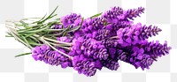 PNG Lavender flowers lavender blossom purple. AI generated Image by rawpixel.