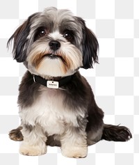 PNG Shih tsu wearing collar with name tag animal mammal puppy.