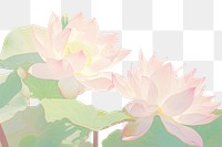 PNG Pink lotus flower petal plant. AI generated Image by rawpixel.