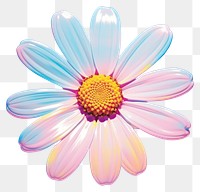 PNG A single white daisy flower isolated on solid clear white background blossom petal plant. 