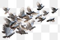 PNG A big flock of pigeons flying together animal white bird. AI generated Image by rawpixel.