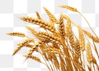 PNG A fews of wheat ears food white background agriculture. AI generated Image by rawpixel.