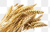 PNG A group of wheat ears food white background agriculture. AI generated Image by rawpixel.