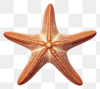 PNG  Beautiful starfish animal white background invertebrate.