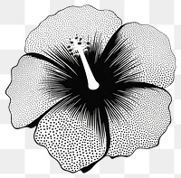 PNG Hibiscus flower plant blossom.