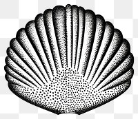 PNG Invertebrate seashell seafood animal.