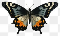 PNG  Butterfly painting animal insect.