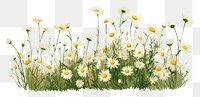 PNG  Wild herb meadow with flowering chamomile herbs plant daisy. 