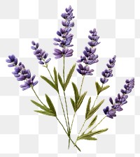 PNG A lavender in embroidery style blossom flower purple.