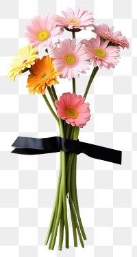 PNG Bouquet of colorful daisy flowers long stalk on the wall petal plant white background.