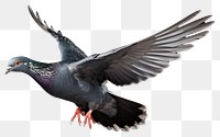 PNG  Pigeon animal bird wildlife. AI generated Image by rawpixel.