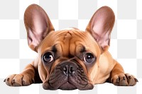 PNG French bulldog animal mammal pet.