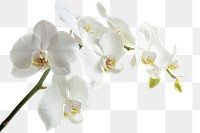 PNG White orchid flower plant white background.