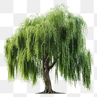 PNG Willow tree plant tranquility outdoors.