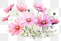 PNG Pink Cosmos watercolor illustration flower blossom cosmos.