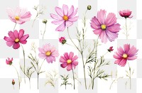 PNG Pink Cosmos watercolor illustration flower blossom pattern.