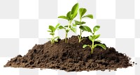 PNG Several small plants are growing out of a dirt pile soil leaf white background. AI generated Image by rawpixel.